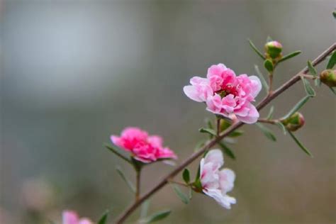 松紅梅盆栽|喜歡養松紅梅盆栽，教你養殖方法，保證花開滿枝開爆。